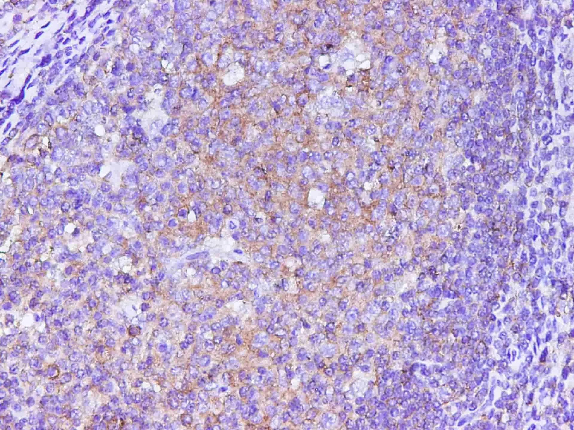 B2M Polyclonal Antibody - image 4