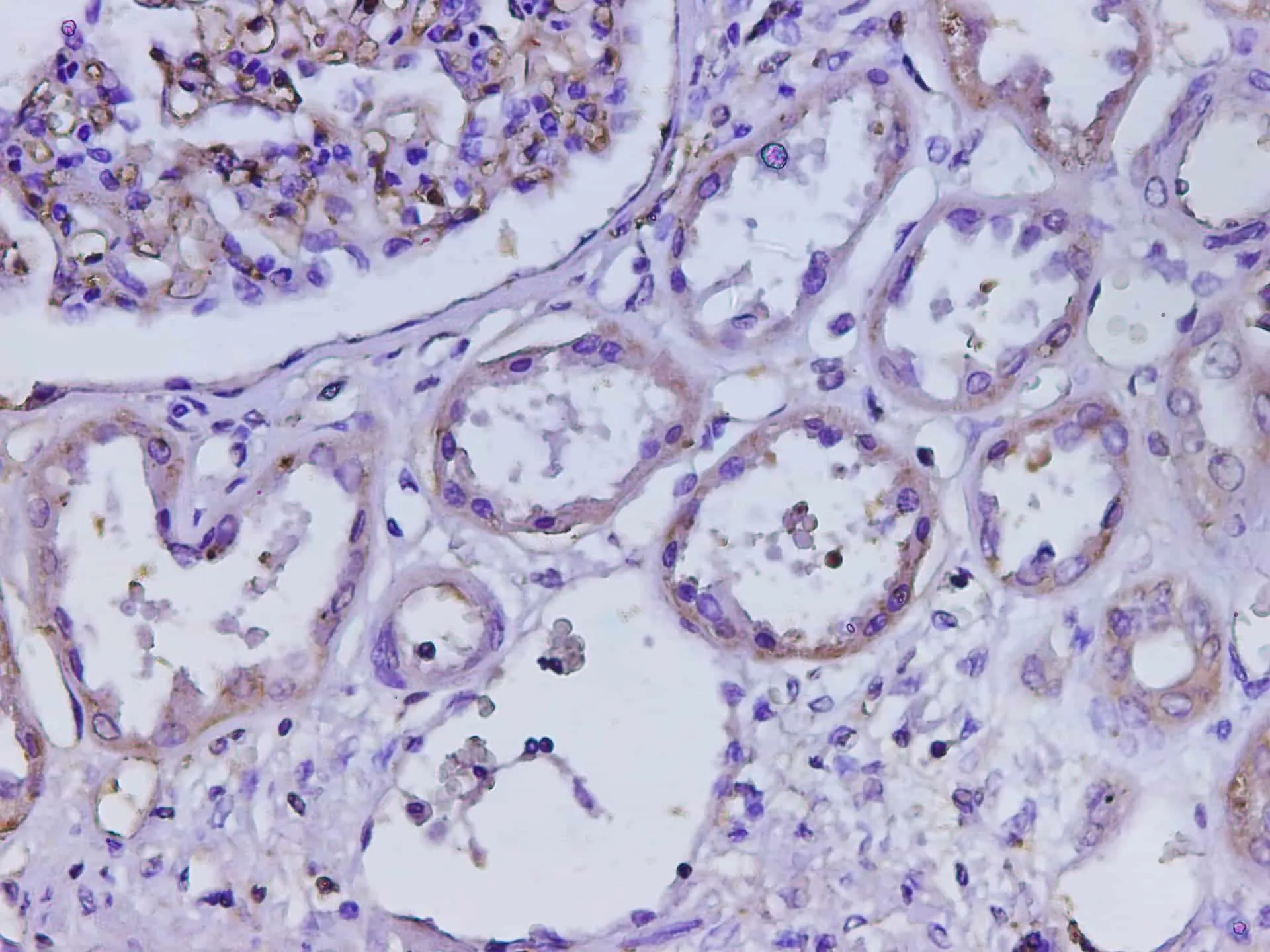 B2M Polyclonal Antibody - image 5