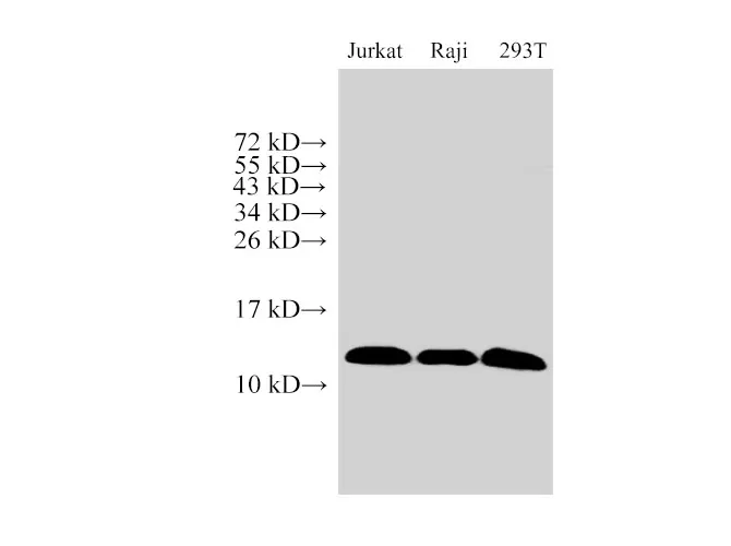 MIF Polyclonal Antibody - image 1
