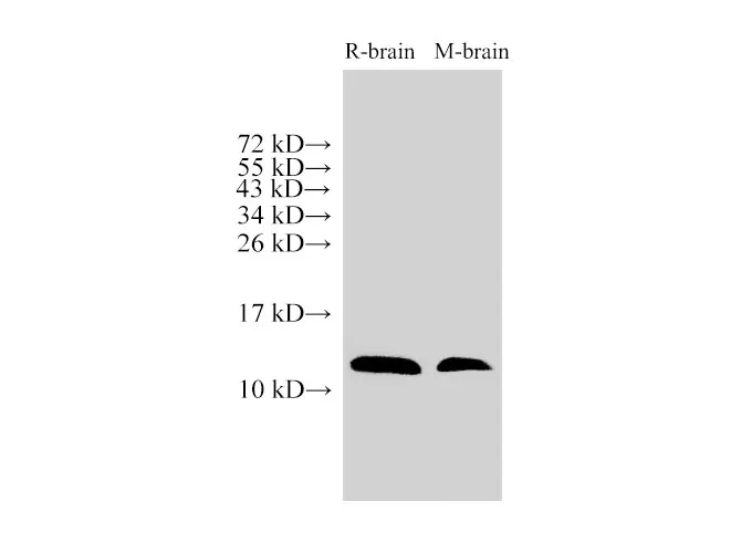 MIF Polyclonal Antibody - image 2