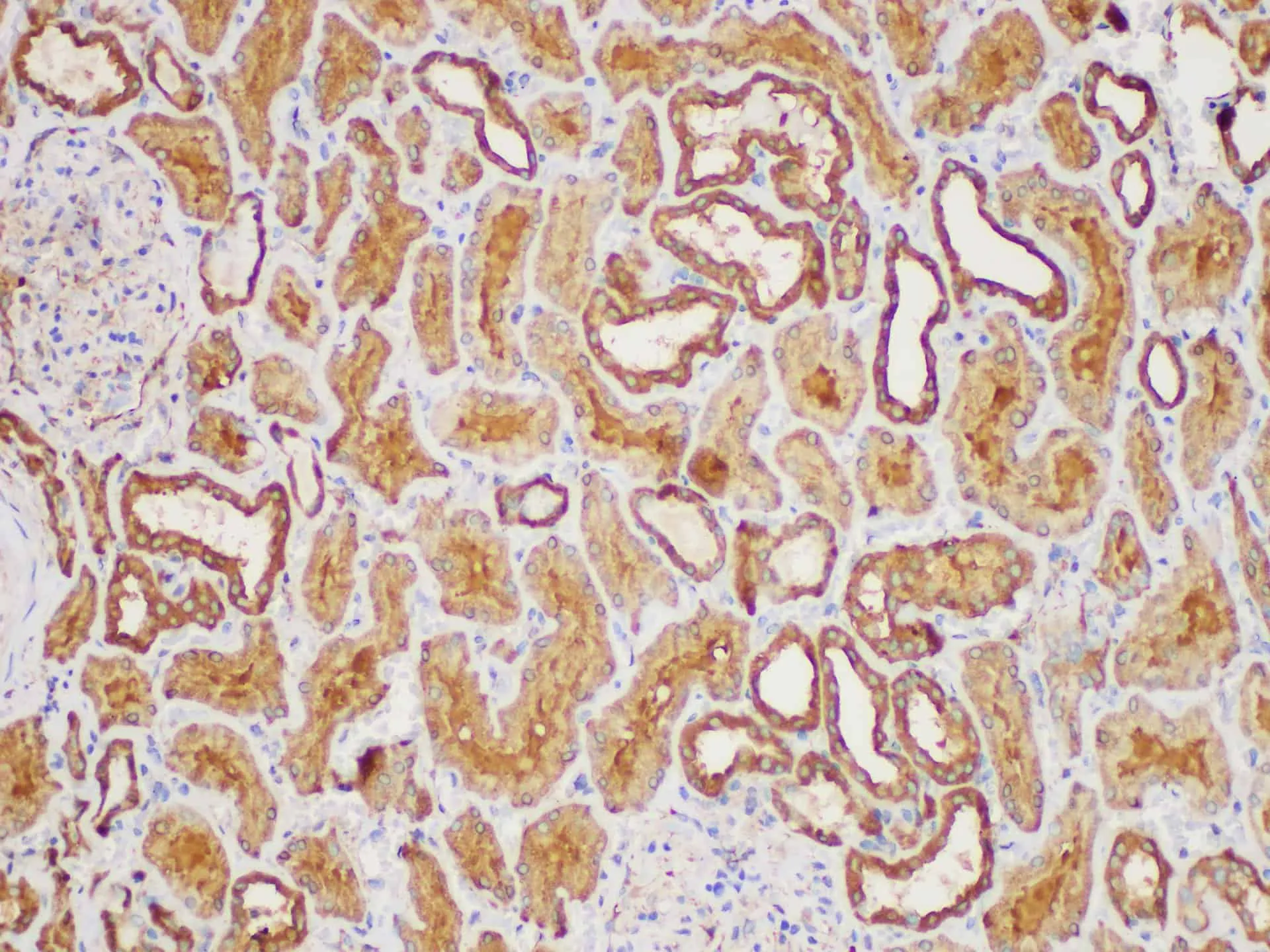MIF Polyclonal Antibody - image 4