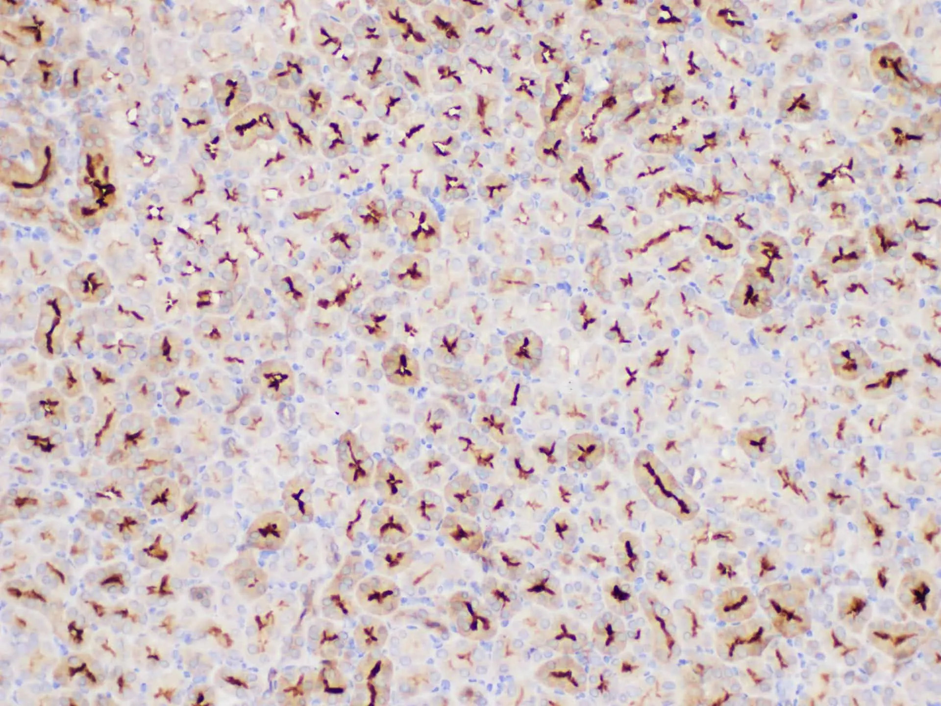 MIF Polyclonal Antibody - image 5