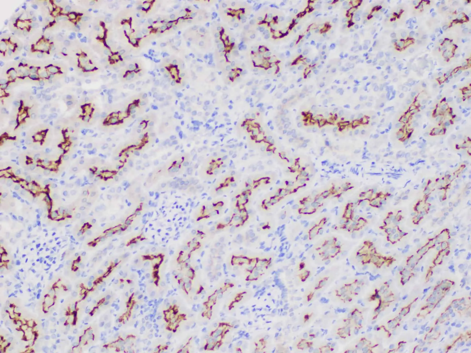 MIF Polyclonal Antibody - image 6