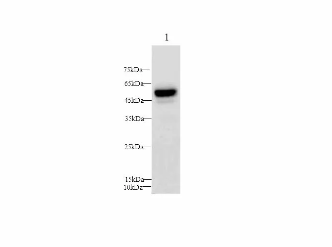 PAI1 Polyclonal Antibody - image 1