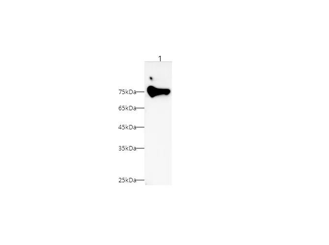 RELB Polyclonal Antibody - image 1