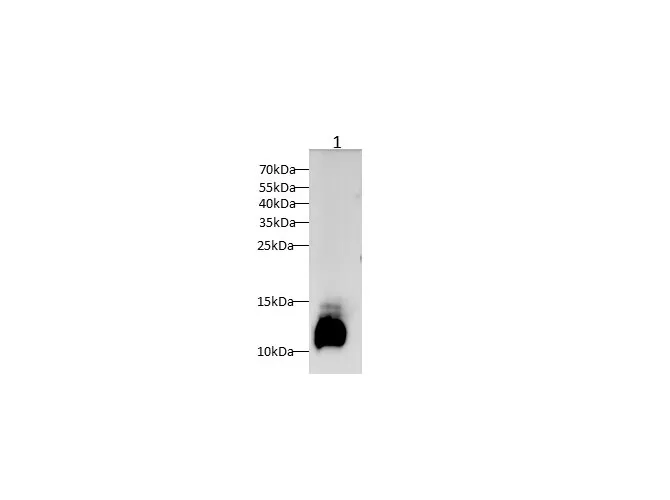 C3 Polyclonal Antibody - image 1