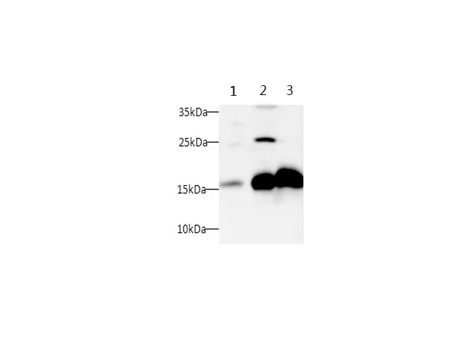 SNCA Polyclonal Antibody - image 1