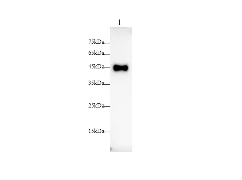 CD200 Polyclonal antibody - image 1
