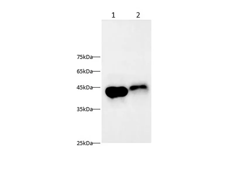 AGER Polyclonal antibody - image 1