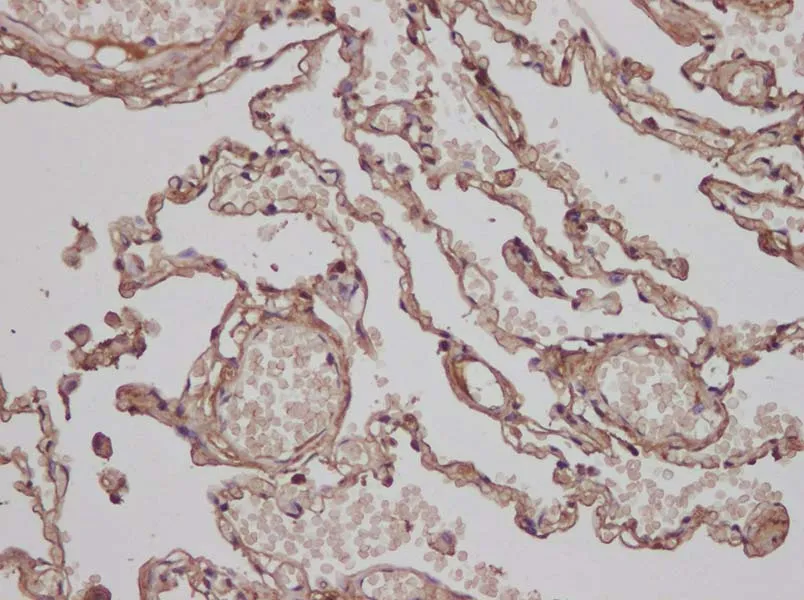 AGER Polyclonal antibody - image 2