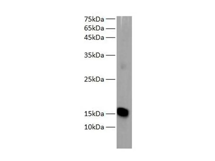 MB Polyclonal Antibody - image 1