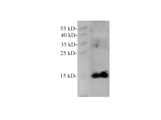 MB Polyclonal Antibody - image 2