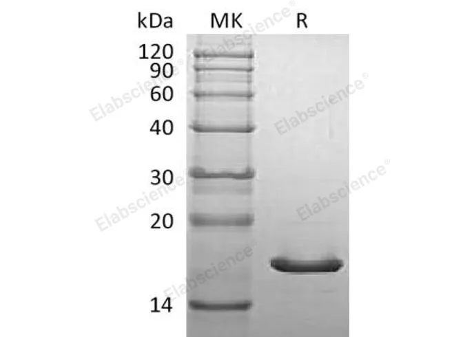 Recombinant Mouse α-Synuclein/SNCA Protein - image 2