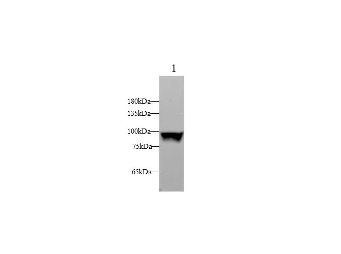 STAT1 Polyclonal Antibody - image 1