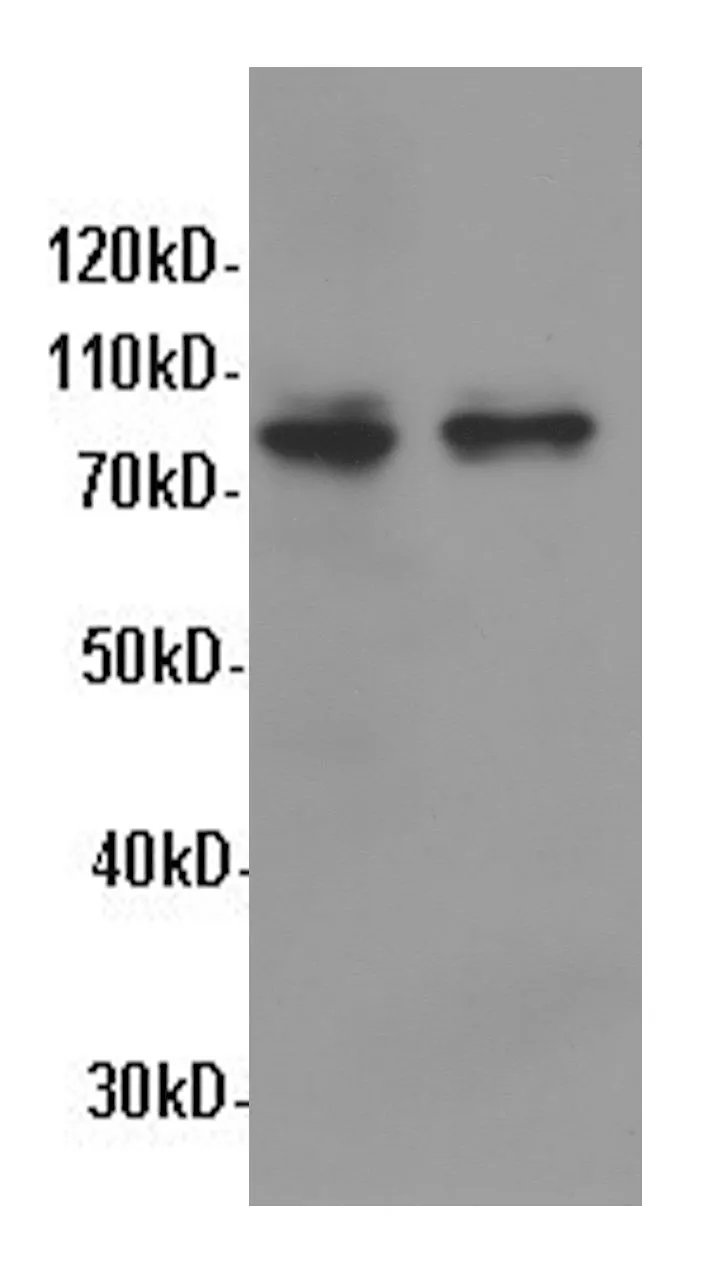 STAT1 Polyclonal Antibody - image 2