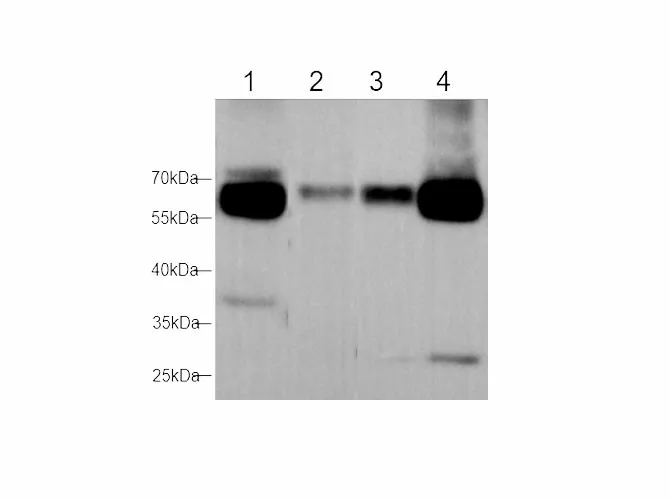 Maoa Polyclonal Antibody - image 1