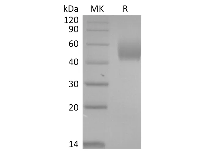Recombinant SARS-CoV-2 Spike Protein (NTD, His Tag) - image 2