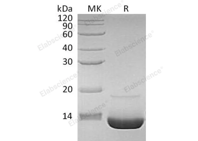Recombinant Human Complement Component C3a/C3a Protein - image 2