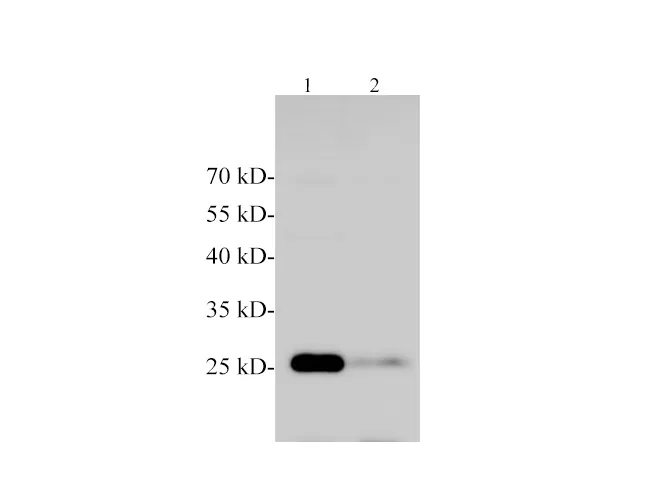 MOG Polyclonal Antibody - image 1