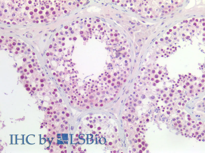 CCNL2 Polyclonal Antibody - image 2