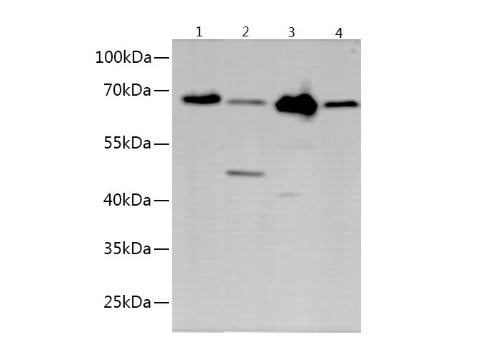 OCLN Polyclonal Antibody - image 1