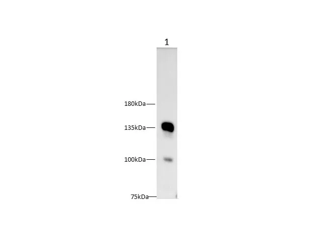 CD22 Polyclonal Antibody - image 1