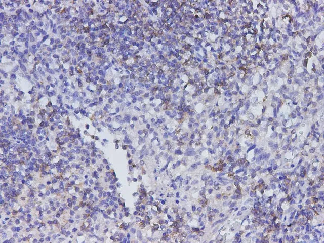 CD22 Polyclonal Antibody - image 2
