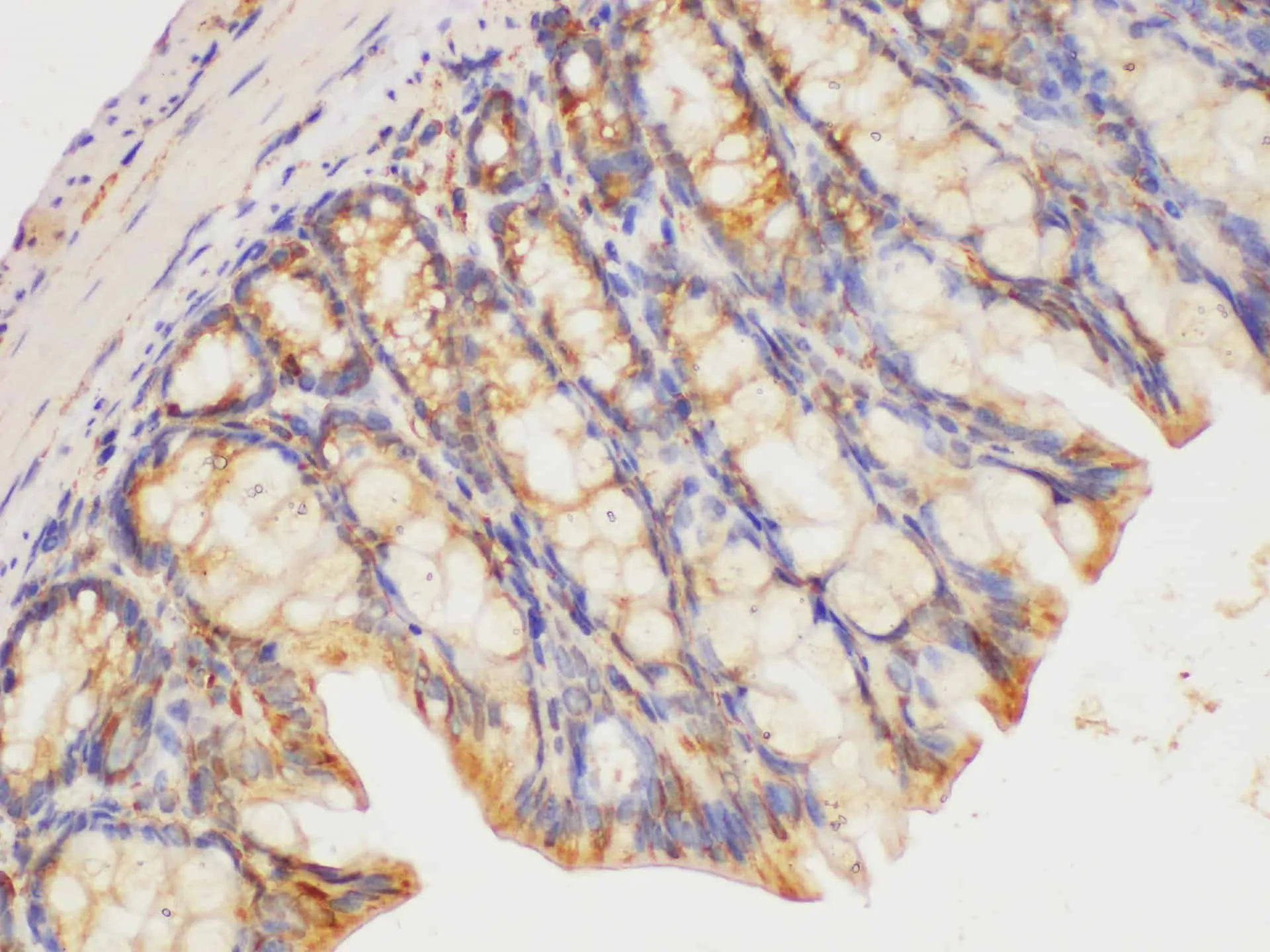 HRAS Polyclonal Antibody - image 4