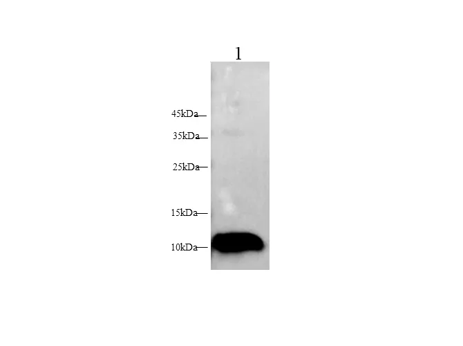 S100A7 Polyclonal Antibody - image 1