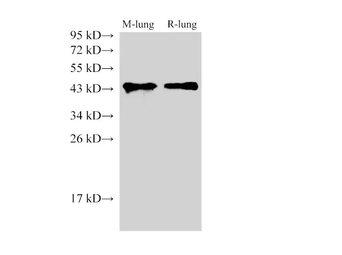 CD38 Polyclonal Antibody - image 1