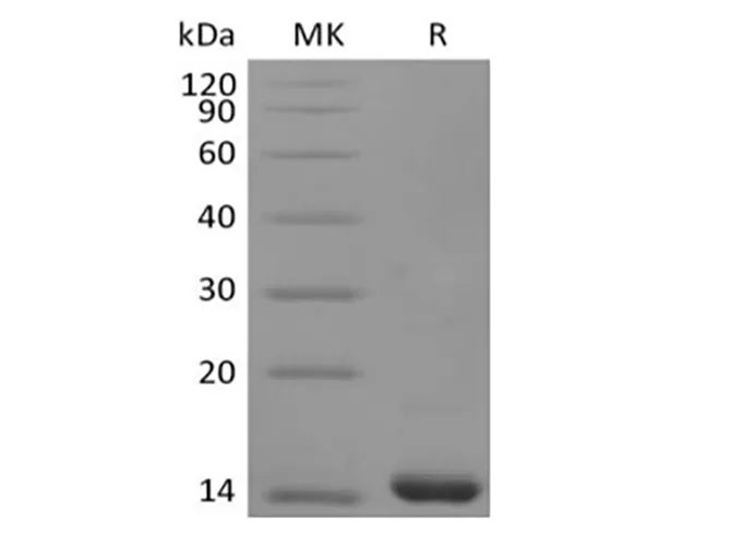 Recombinant Human FGF-4 - image 2
