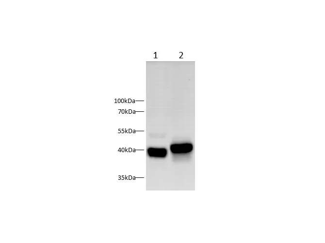RAGE Polyclonal Antibody - image 1