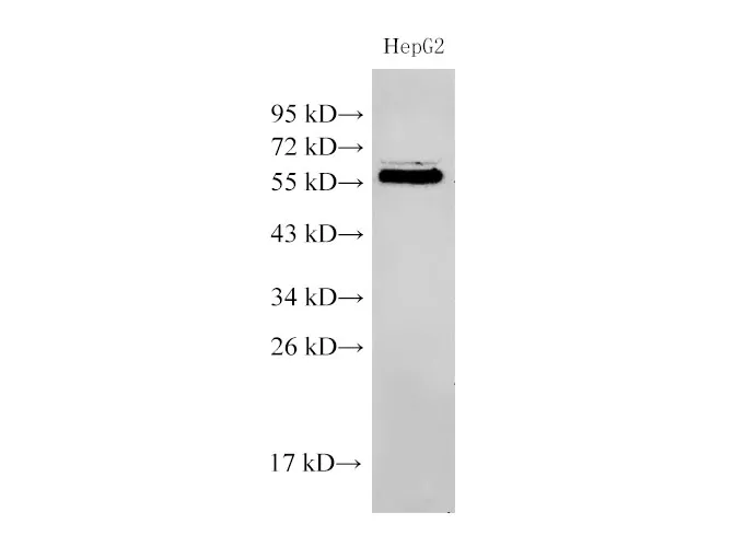 PDCD4 Polyclonal Antibody - image 1