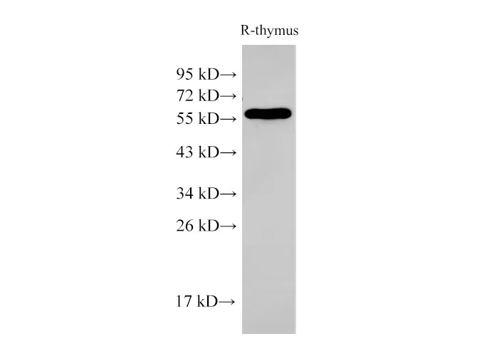 PDCD4 Polyclonal Antibody - image 2