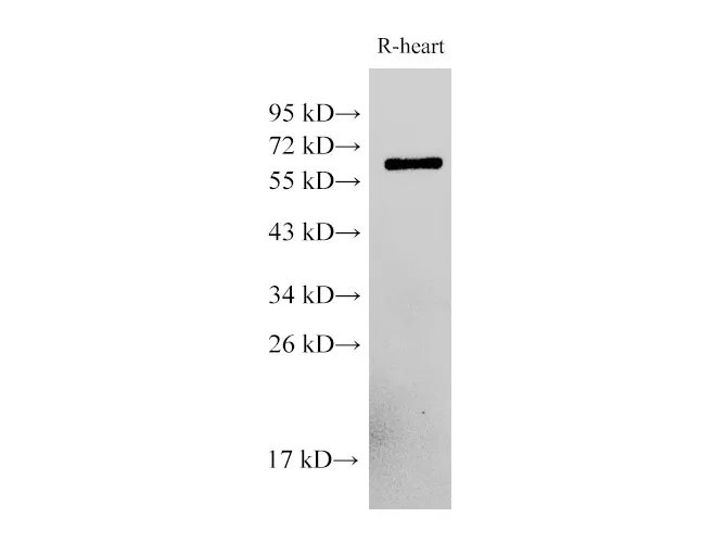 PDCD4 Polyclonal Antibody - image 3