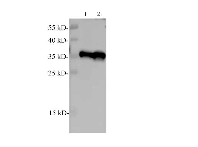 PCNA Polyclonal Antibody - image 2