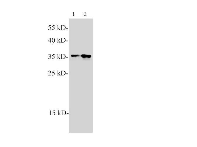 PCNA Polyclonal Antibody - image 3
