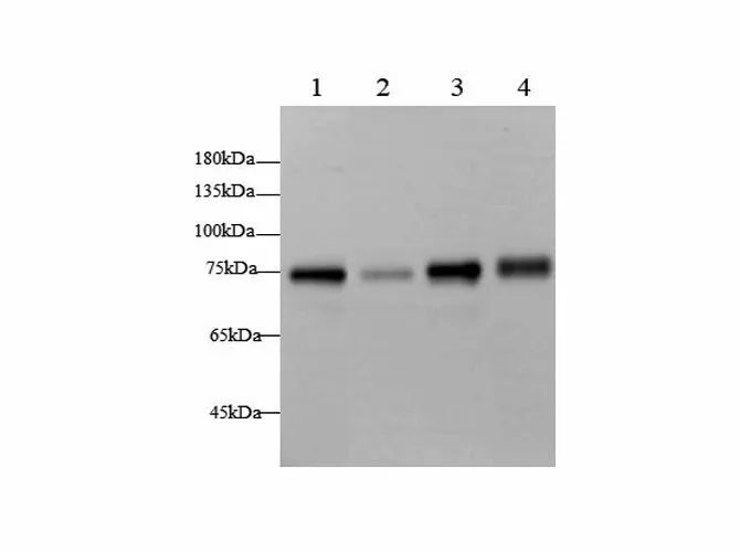 BAG3 Polyclonal Antibody - image 1
