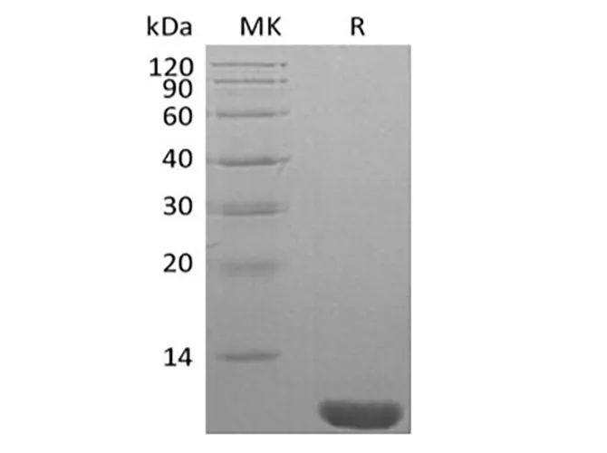 Recombinant Human NEDD8 - image 2