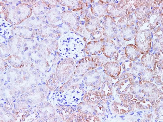 CCL2 Polyclonal Antibody - image 3