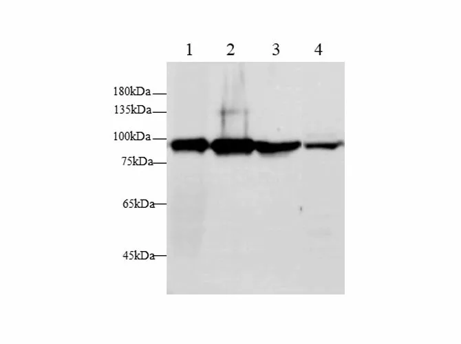GS Polyclonal Antibody - image 1