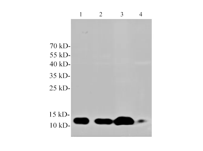 Cys-C Polyclonal Antibody - image 1