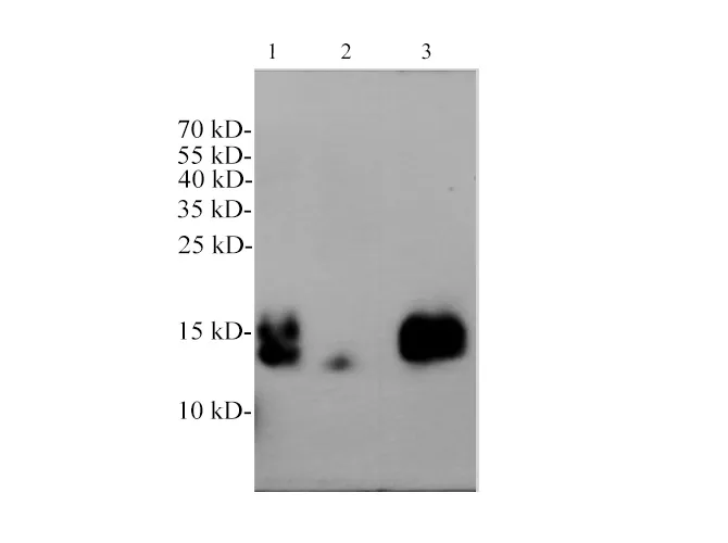 Cys-C Polyclonal Antibody - image 2