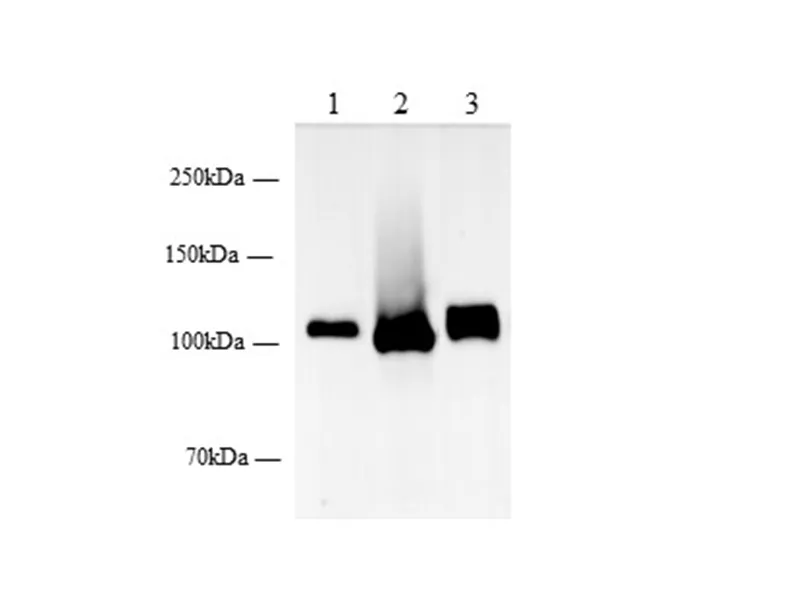 DPP4/CD26 Polyclonal Antibody - image 1