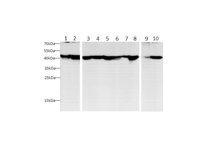 Beta actin Polyclonal Antibody - image 1