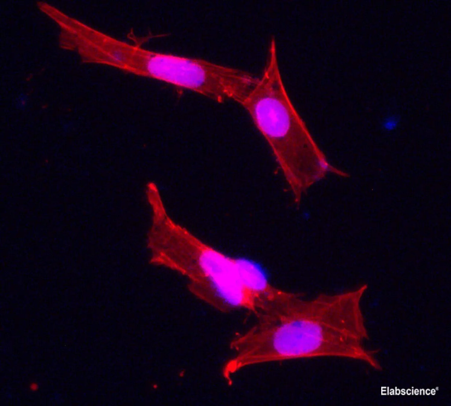 Beta actin Polyclonal Antibody - image 2