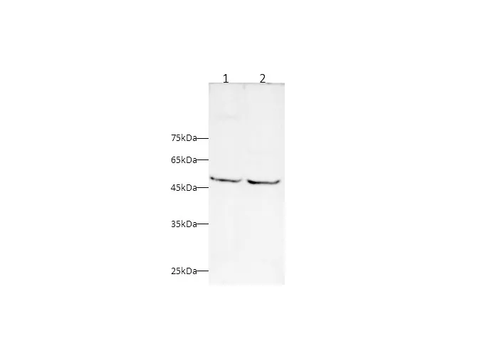 TRAF5 Polyclonal Antibody - image 1