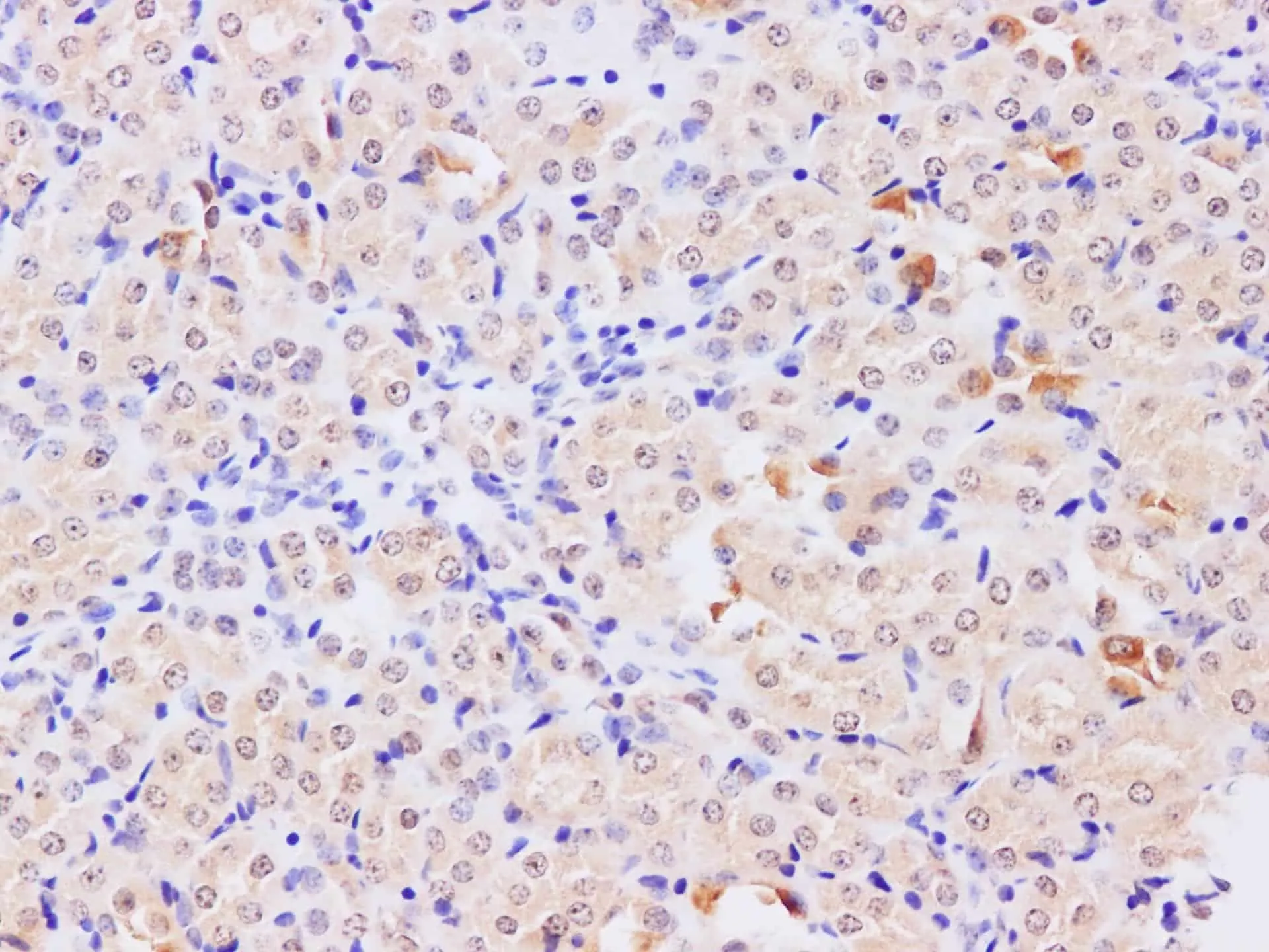 TRAF5 Polyclonal Antibody - image 3