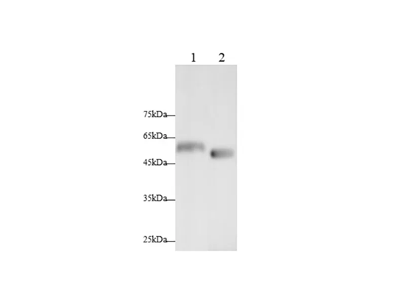 PDK4 Polyclonal Antibody - image 1