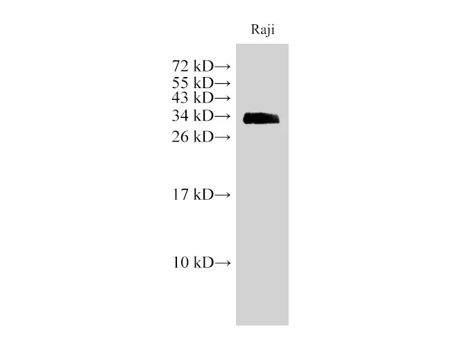 CD74 Polyclonal Antibody - image 1